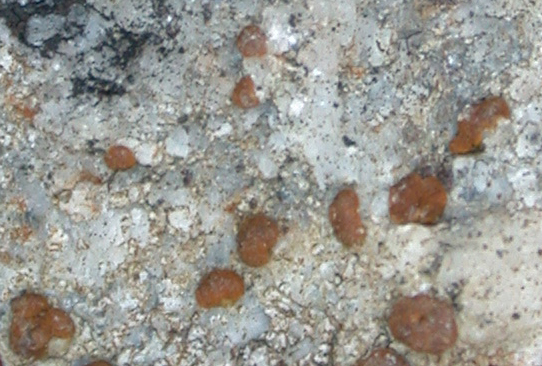 Protoblastenia rupestris from Taiwan 