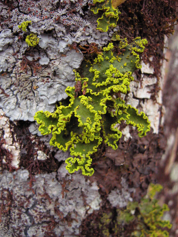 Pseudocyphellaria aurata from Spain, La Gomera 