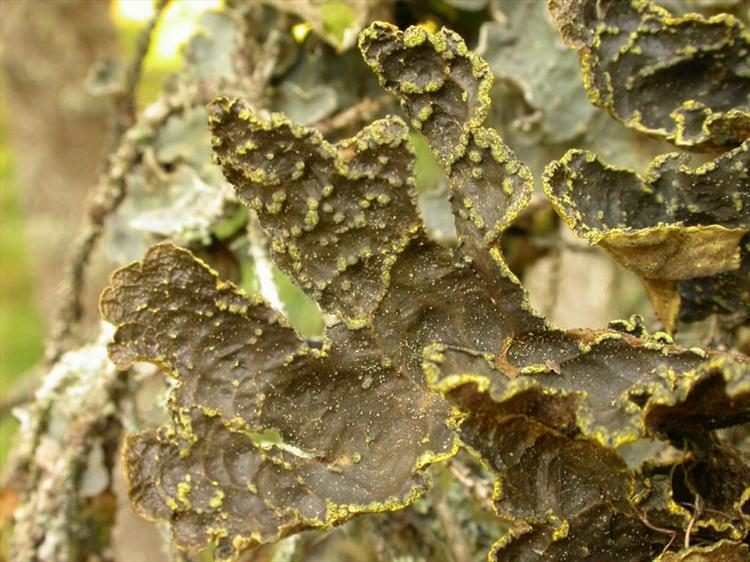 Pseudocyphellaria crocata from Norway, Nord Troendelag Overhalla 