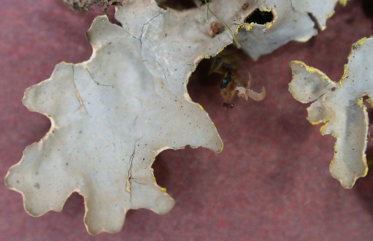 Pseudocyphellaria crocata from Taiwan 