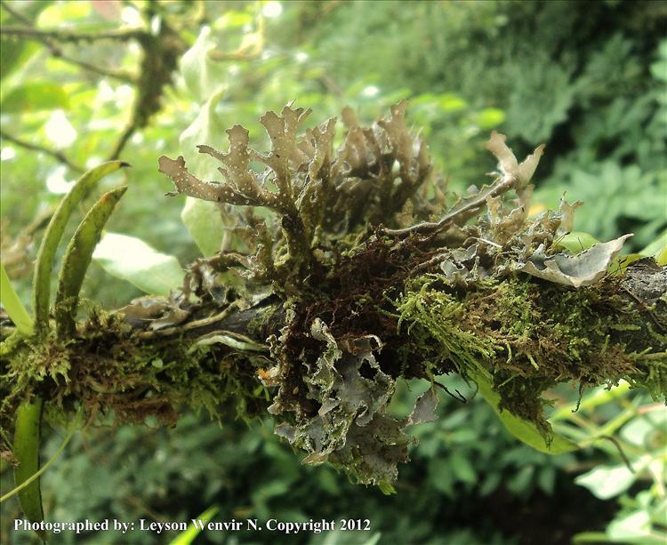 Pseudocyphellaria intricata from Philippines, Tam-awan village, Baguio City, Benguet substrate- unidentified tree branch