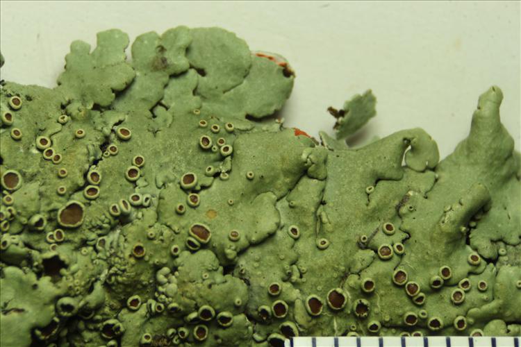 Pseudoparmelia hypomilta from Brazil From Mato Grosso do Sul State, Porto Murtinho (A.A. Spielmann 8951)