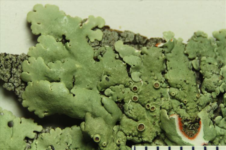 Pseudoparmelia hypomilta from Brazil From Mato Grosso do Sul State, Campo Grande (A.A. Spielmann 8951)