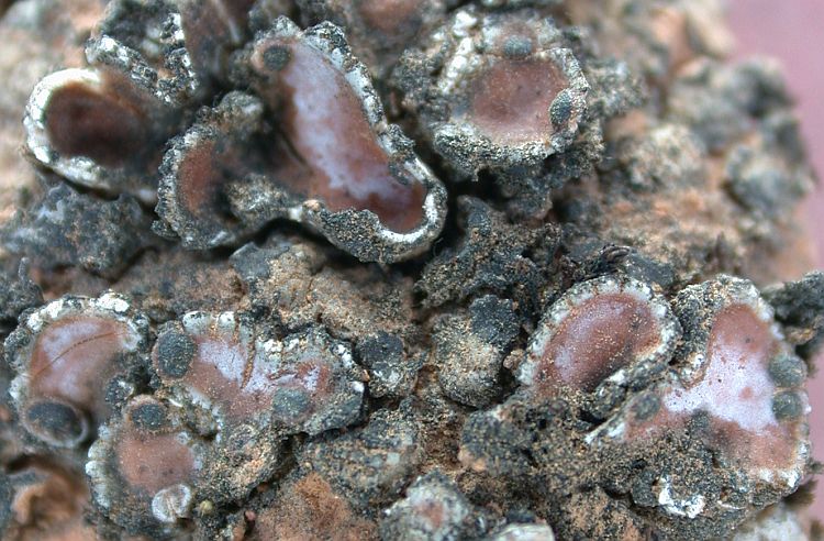 Psora decipiens from China, Yunnan 