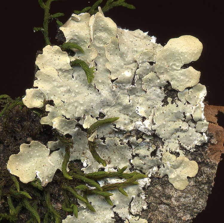 Punctelia rudecta from Taiwan leg. Sparrius 5914
