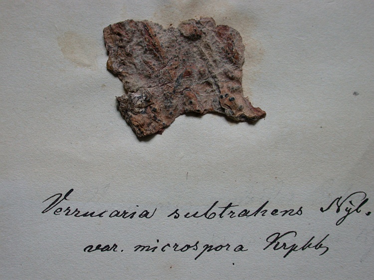 Pyrenula aspistea from Malaysia, Sarawak type of Pyrenula subtrahens var. microspora