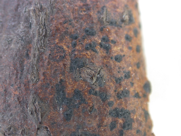 Pyrenula balia from Malaysia, Sarawak syntype