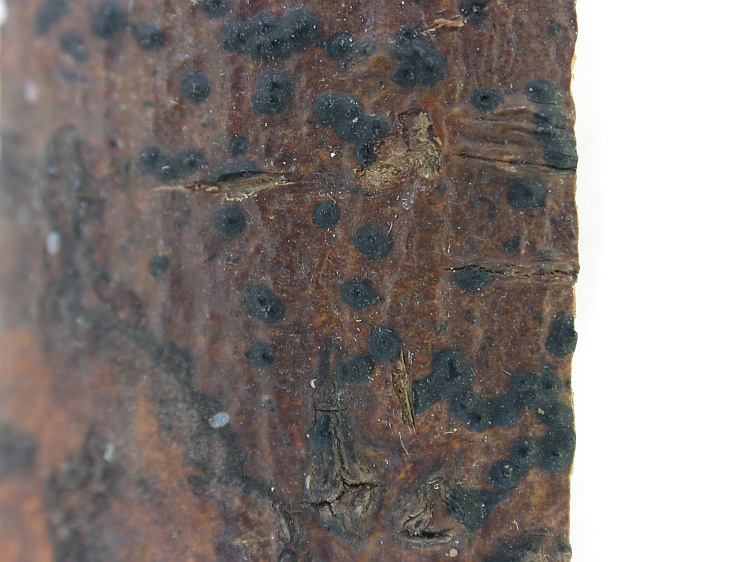 Pyrenula balia from Malaysia, Sarawak lectotype