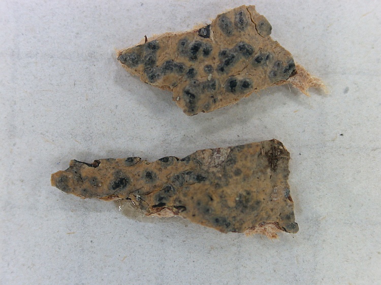 Pyrenula dermatodes from Indonesia type of Pyrenula subtrahens