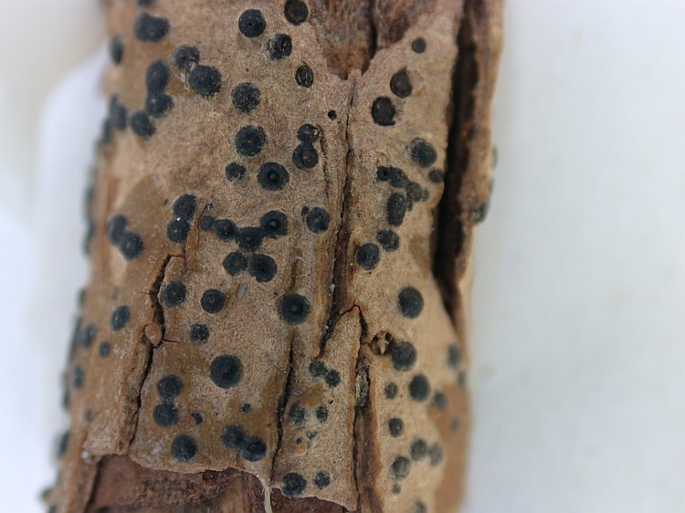 Pyrenula duplicans from Malaysia, Sarawak isotype of Anthracothecium exsertum