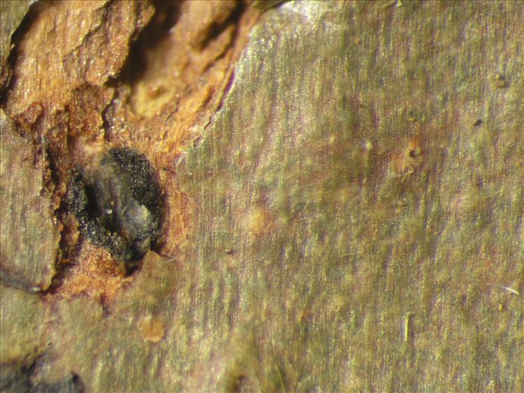 Pyrenula falsaria from Netherlands Antilles, Saba Habitus. leg. Sipman  54865. Image width = 4 mm.