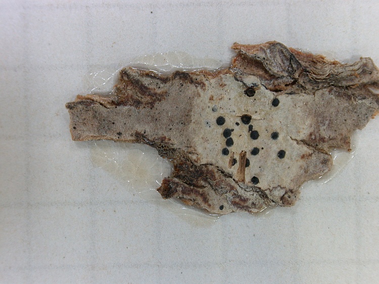 Pyrenula fetivica from Sao Thome type of Pyrenula glabriuscula