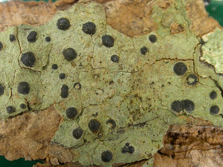 Pyrenula mamillana from Vietnam, Hanoi region leg. Sparrius 8428