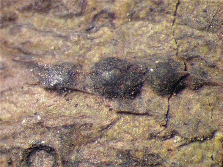 Pyrenula mamillanum from Singapore Habitus. leg. Sipman 46341. Image width = 4 mm.
