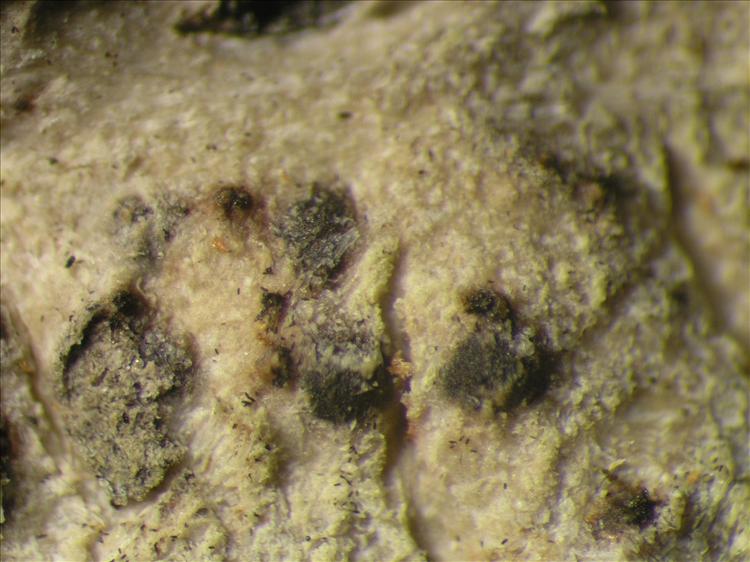 Pyrenula marginatula from Netherlands Antilles, Saba Habitus. leg. Sipman  54760. Image width = 4 mm.