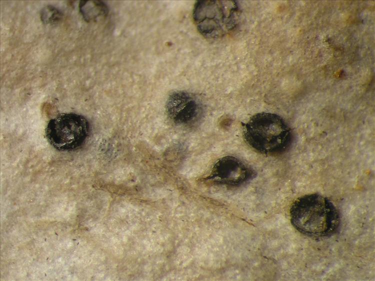Pyrenula marginatula from Netherlands Antilles, Saba Habitus. leg. Sipman  54776a. Image width = 4 mm.