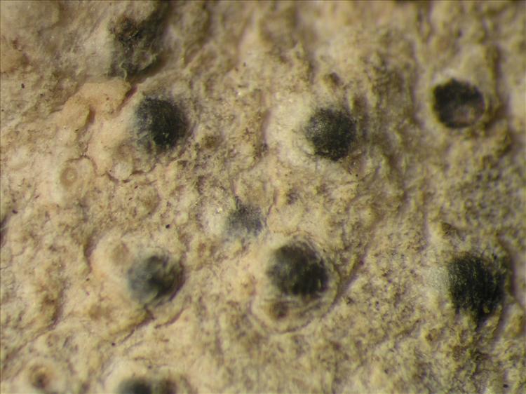 Pyrenula marginatula from Netherlands Antilles, Saba Habitus. leg. Sipman  54787. Image width = 4 mm.