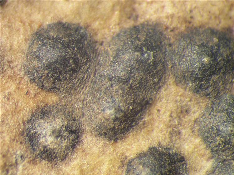 Pyrenula massariospora from Netherlands Antilles, Sint  Eustatius Habitus. leg. Sipman  14915. Image width = 4 mm.