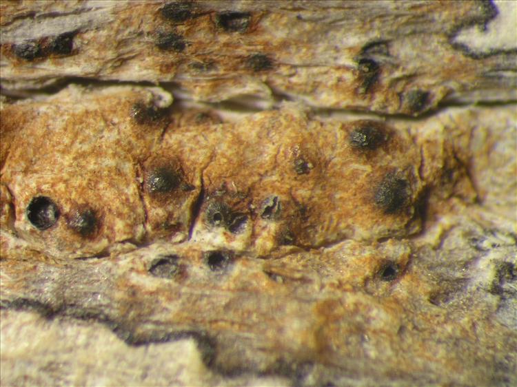 Pyrenula ochraceoflava from Netherlands Antilles, Saba Habitus. leg. Sipman  54758. Image width = 4 mm.