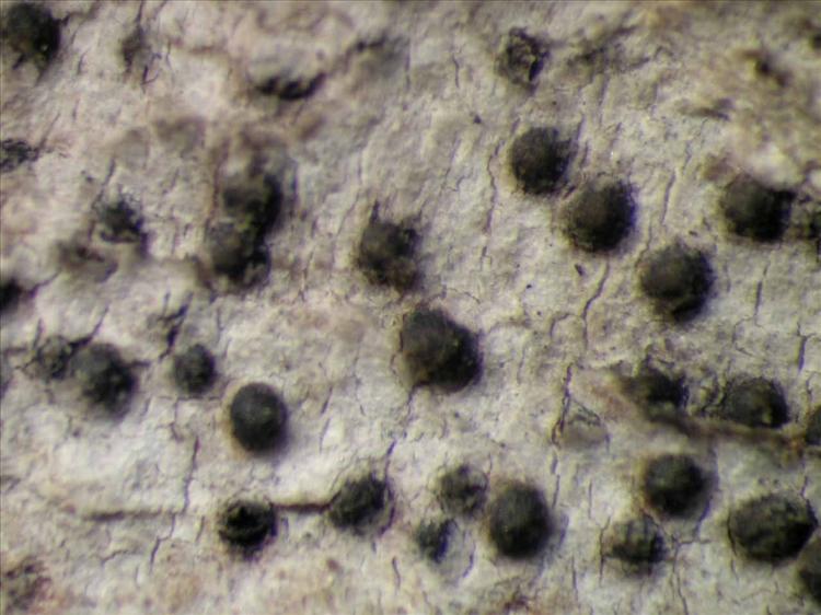 Pyrenula ochraceoflava from Singapore Habitus. leg. Sipman 46377. Image width = 4 mm.