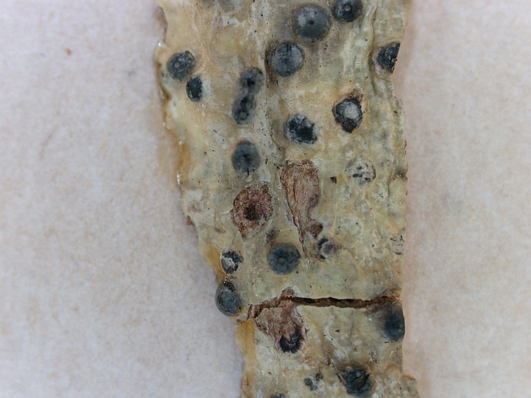 Pyrenula platystoma from South Africa type of Anthracothecium biferum