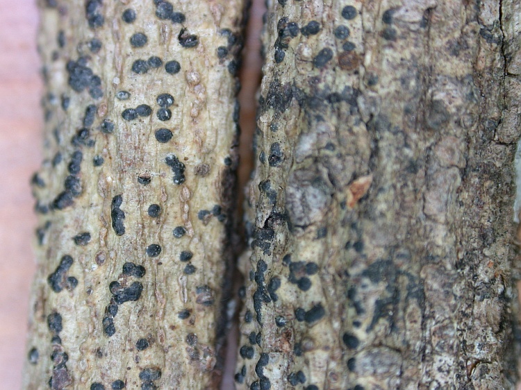 Pyrenula quassiaecola from China type of Pyrenula manhaviensis