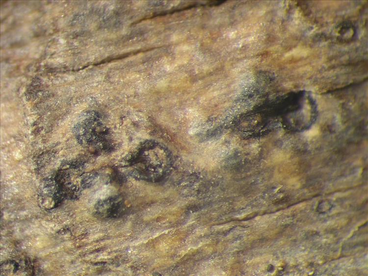 Pyrenula septicollaris from Netherlands Antilles, Sint  Eustatius Habitus. leg. Sipman  14966. Image width = 4 mm.