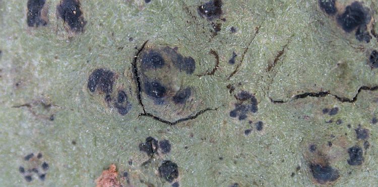 Pyrenula septicollaris from China, Yunnan 