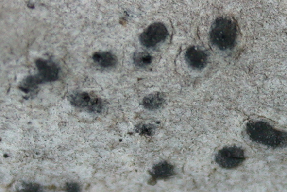 Pyrenula subferruginea from Taiwan 