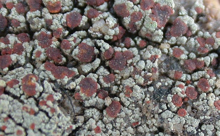 Pyrrhospora griseococcinea from China, Yunnan 