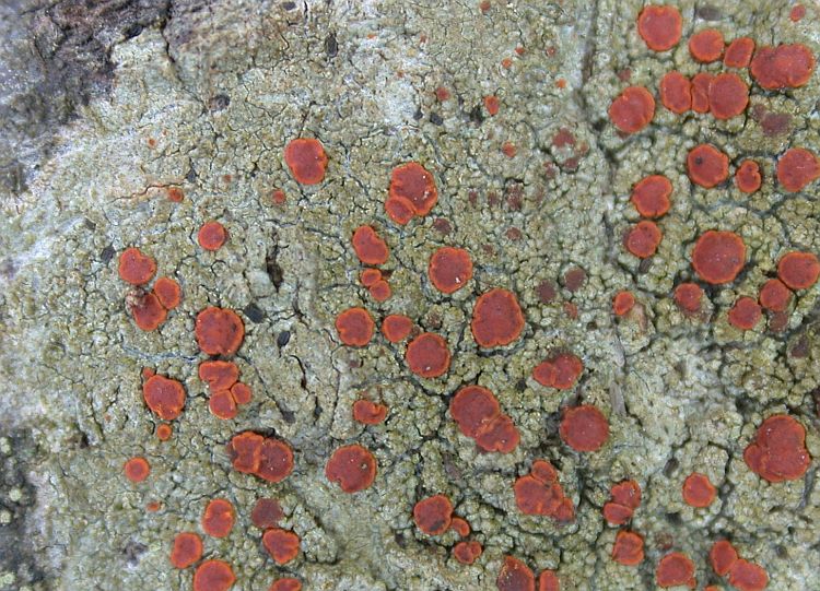 Pyrrhospora russula from Taiwan 