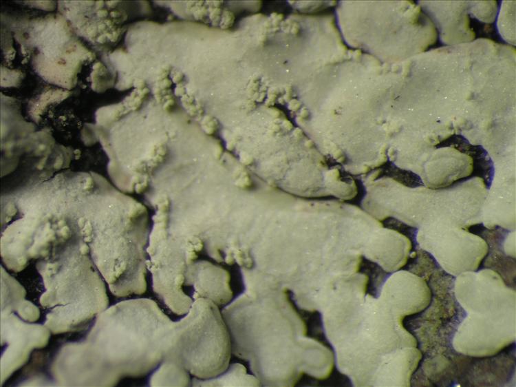 Pyxine cocoes from Netherlands Antilles, Saba Habitus. leg. Sipman  54802. Image width = 4 mm.