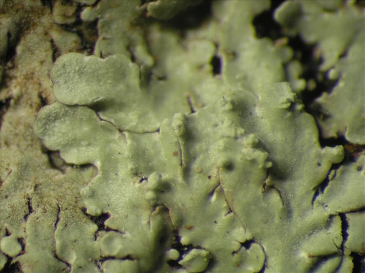 Pyxine coralligera from Netherlands Antilles, Saba Habitus. leg. Sipman  54917. Image width = 4 mm.