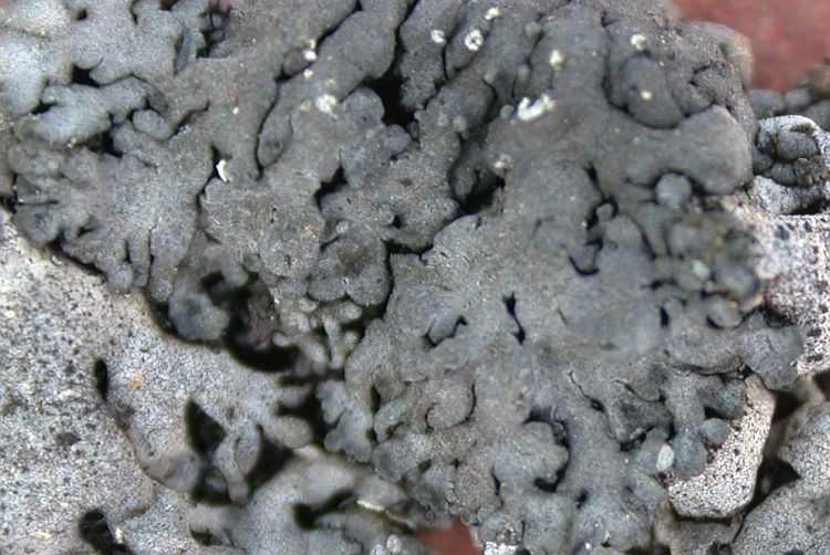 Pyxine coralligera from China, Yunnan 