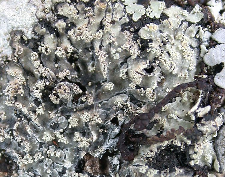 Pyxine eschweileri from Ecuador, Galápagos 