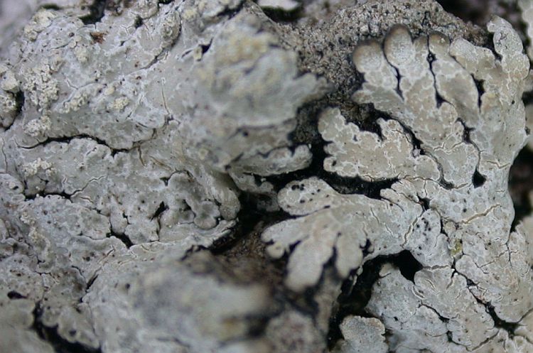 Pyxine obscurascens from Ecuador, Galápagos 
