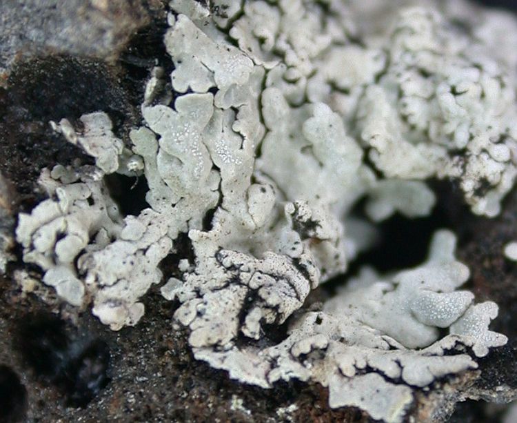 Pyxine pyxinoides from Ecuador, Galápagos 