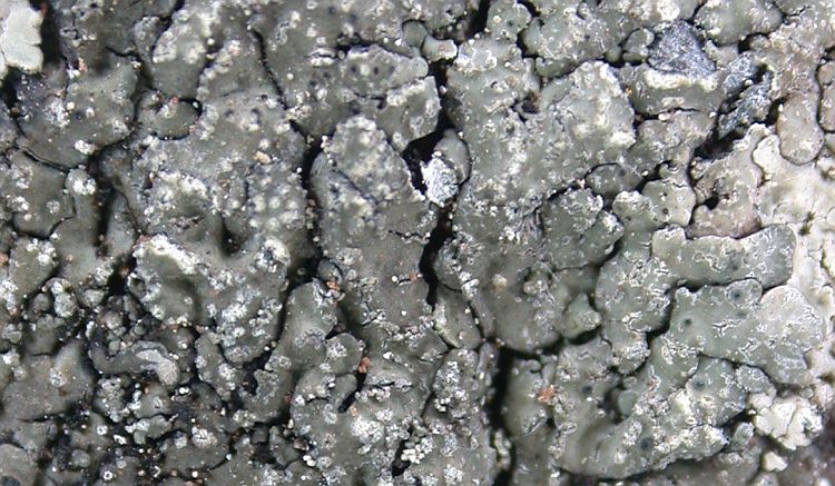 Pyxine retirugella from China, Yunnan 