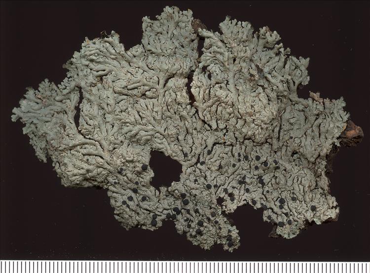 Pyxine rhodesiaca from Brazil From Mato Grosso do Sul State, Campo Grande (A.A. Spielmann 8002)