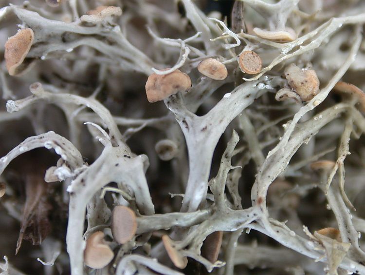 Ramalina africana from Taiwan 