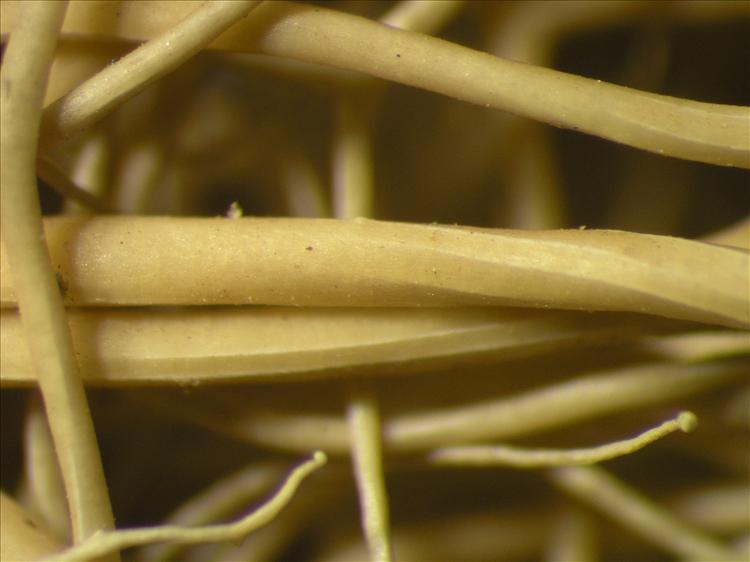 Ramalina anceps from Netherlands Antilles, Sint  Eustatius Habitus. leg. Sipman  14825. Image width = 4 mm.