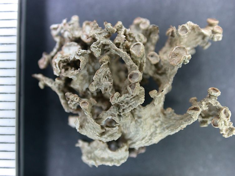 Ramalina aspera from Ecuador, Galápagos 