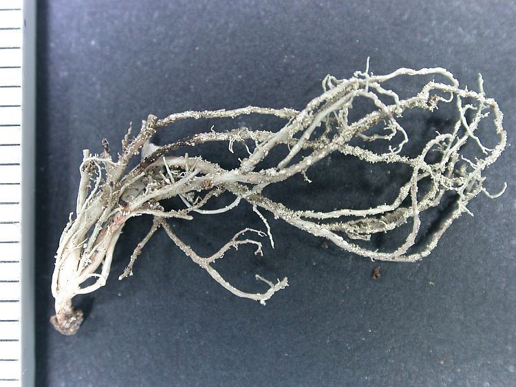 Ramalina camptospora from Ecuador, Galápagos 