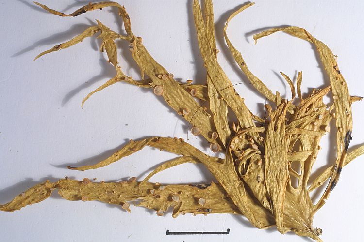 Ramalina celastri from Argentina 