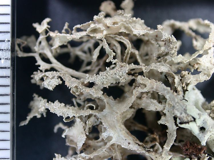 Ramalina complanata from Ecuador, Galápagos 