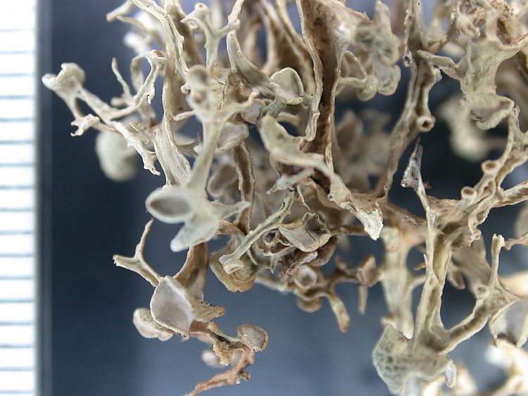 Ramalina darwiniana var. curvida from Ecuador, Galápagos 