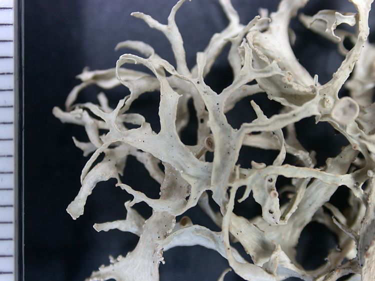 Ramalina darwiniana from Ecuador, Galápagos 