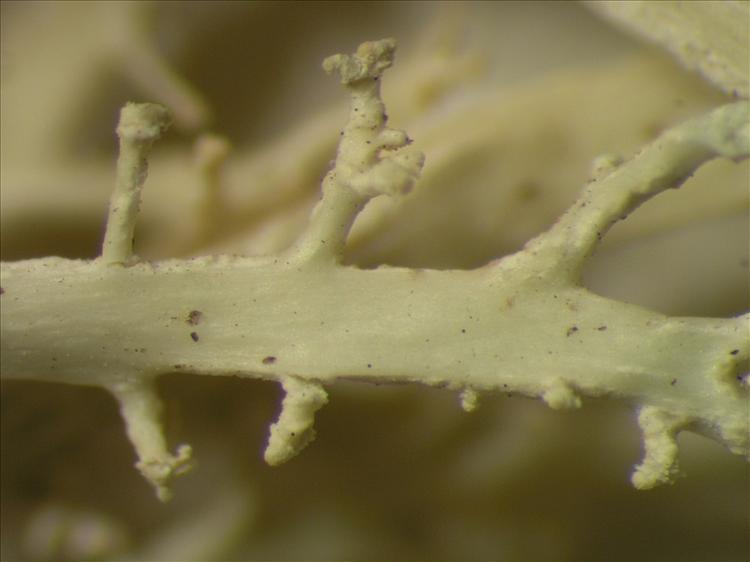 Ramalina dendroides from Netherlands Antilles, Saba Habitus. leg. Sipman  54882. Image width = 4 mm.