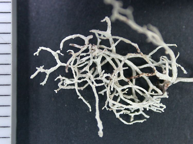 Ramalina fragilis from Ecuador, Galápagos 