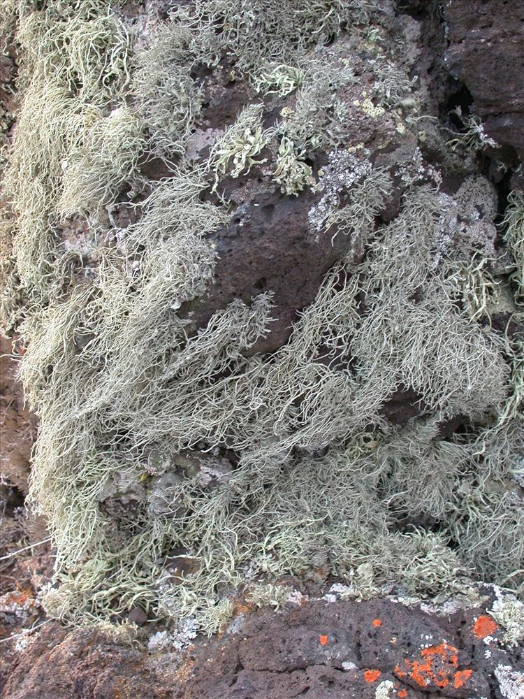 Ramalina geniculatella from Saint Helena 